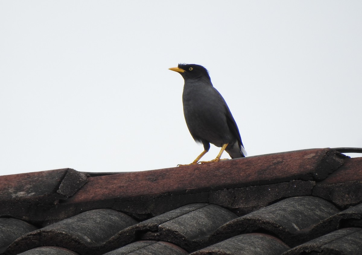 Javan Myna - ML643058256