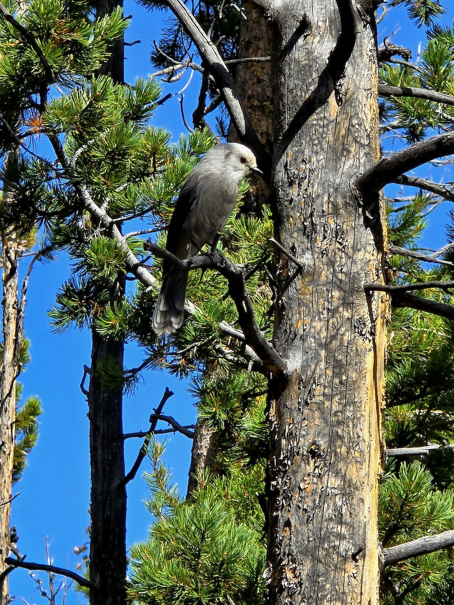 Canada Jay - ML643058286