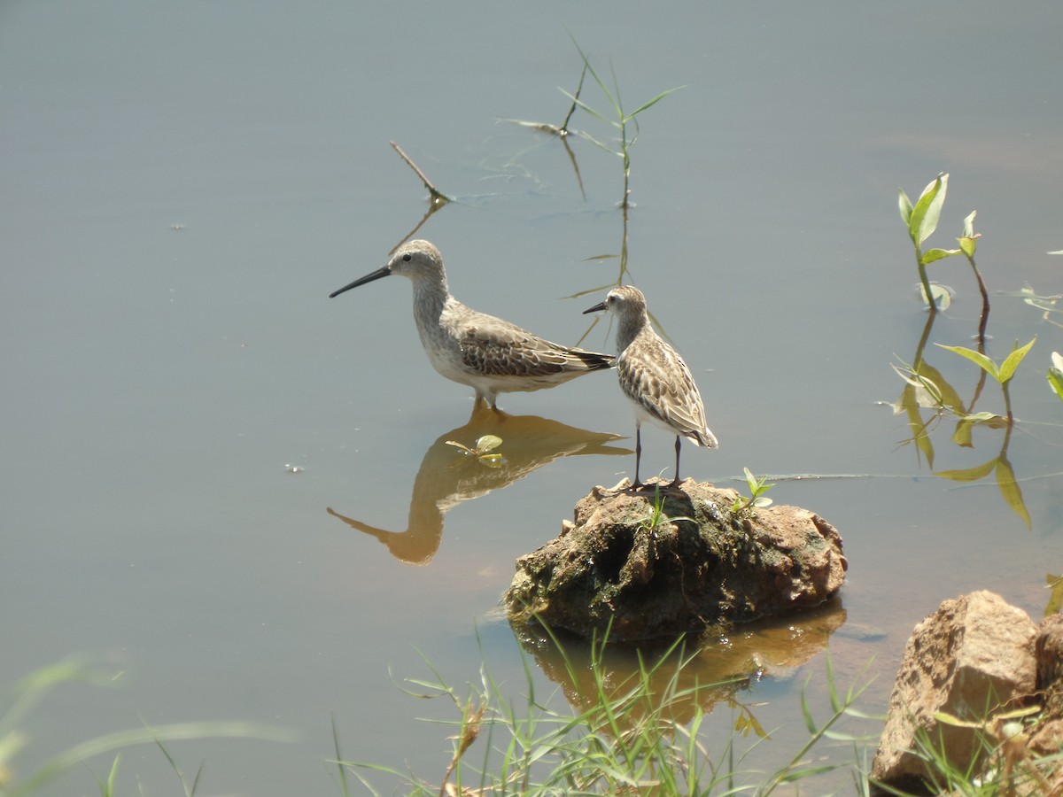 Stilt Sandpiper - ML643058288
