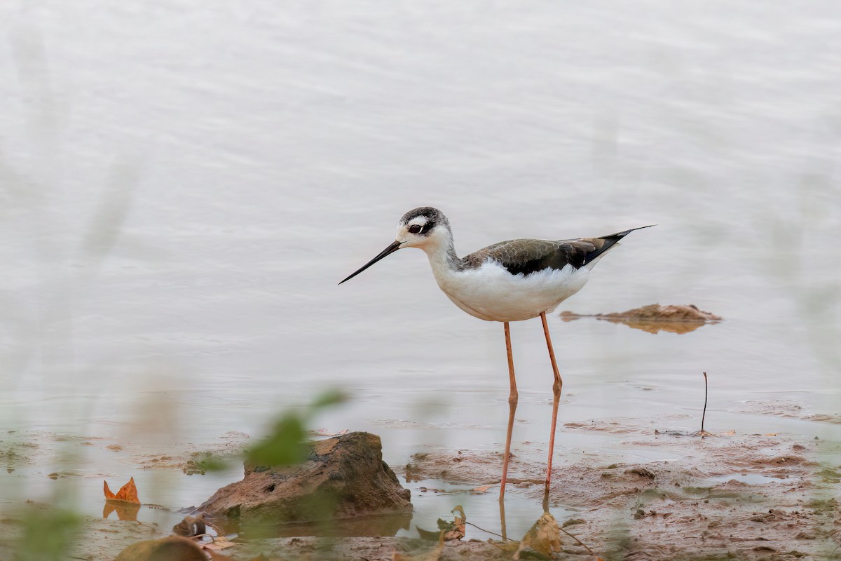 Black-necked Stilt - ML643058299