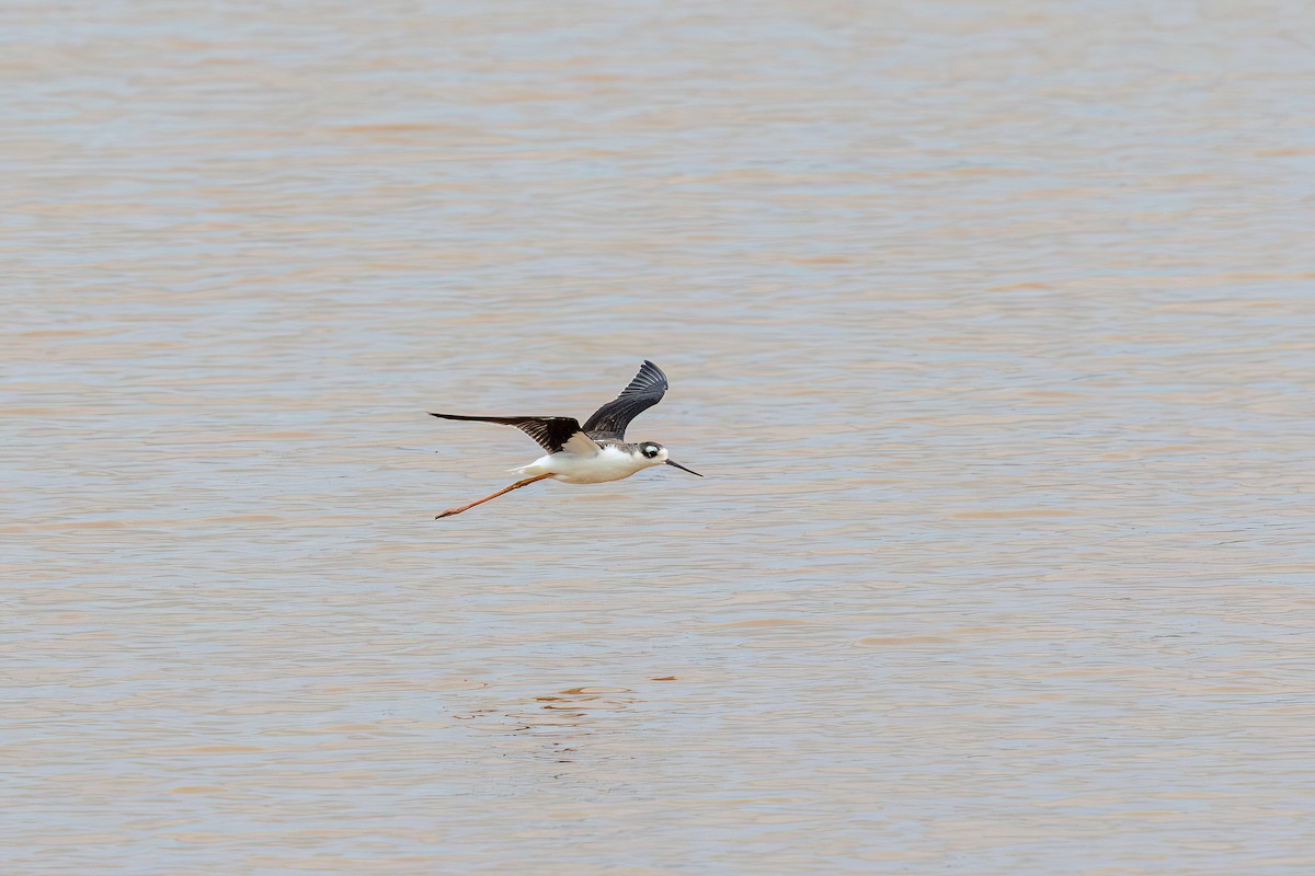 Black-necked Stilt - ML643058300