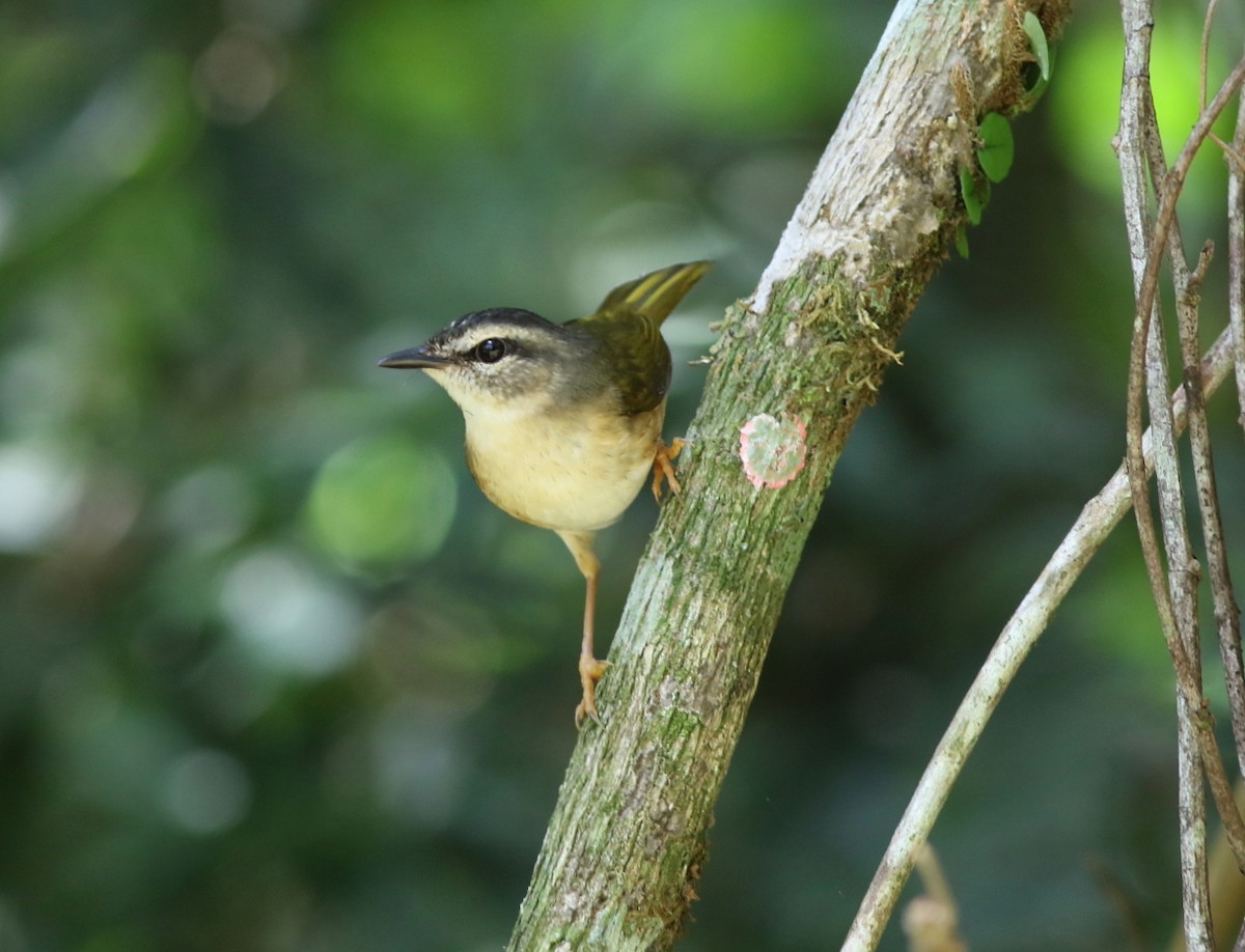 Riverbank Warbler - ML643058308