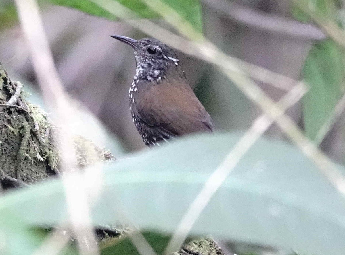 Sharp-tailed Streamcreeper - ML643058311