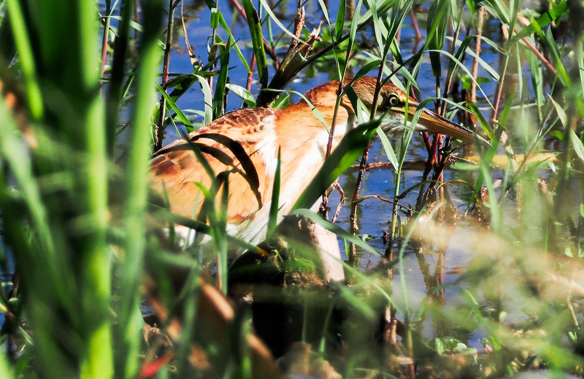 Least Bittern - ML643058325