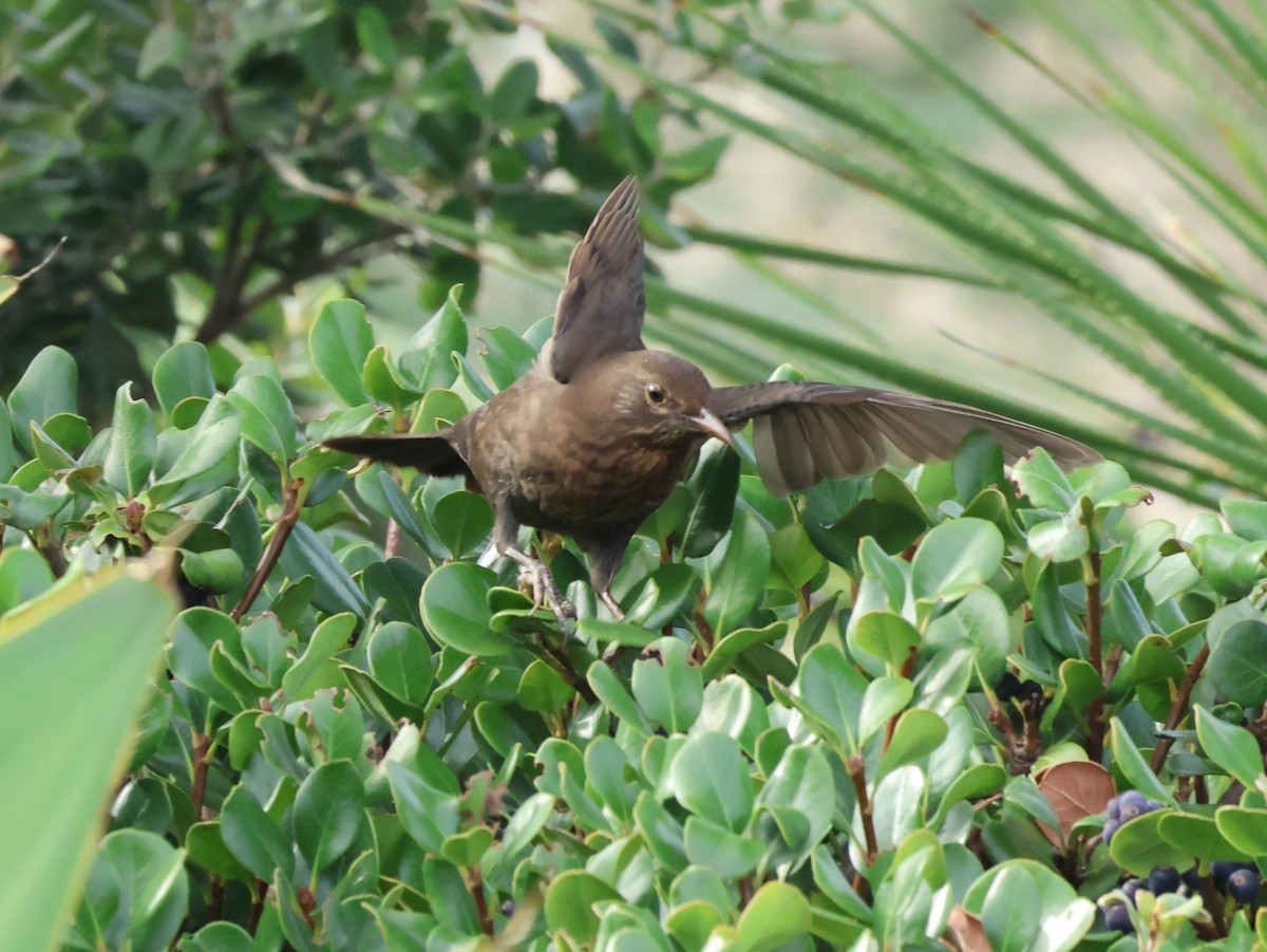 Eurasian Blackbird - ML643058337