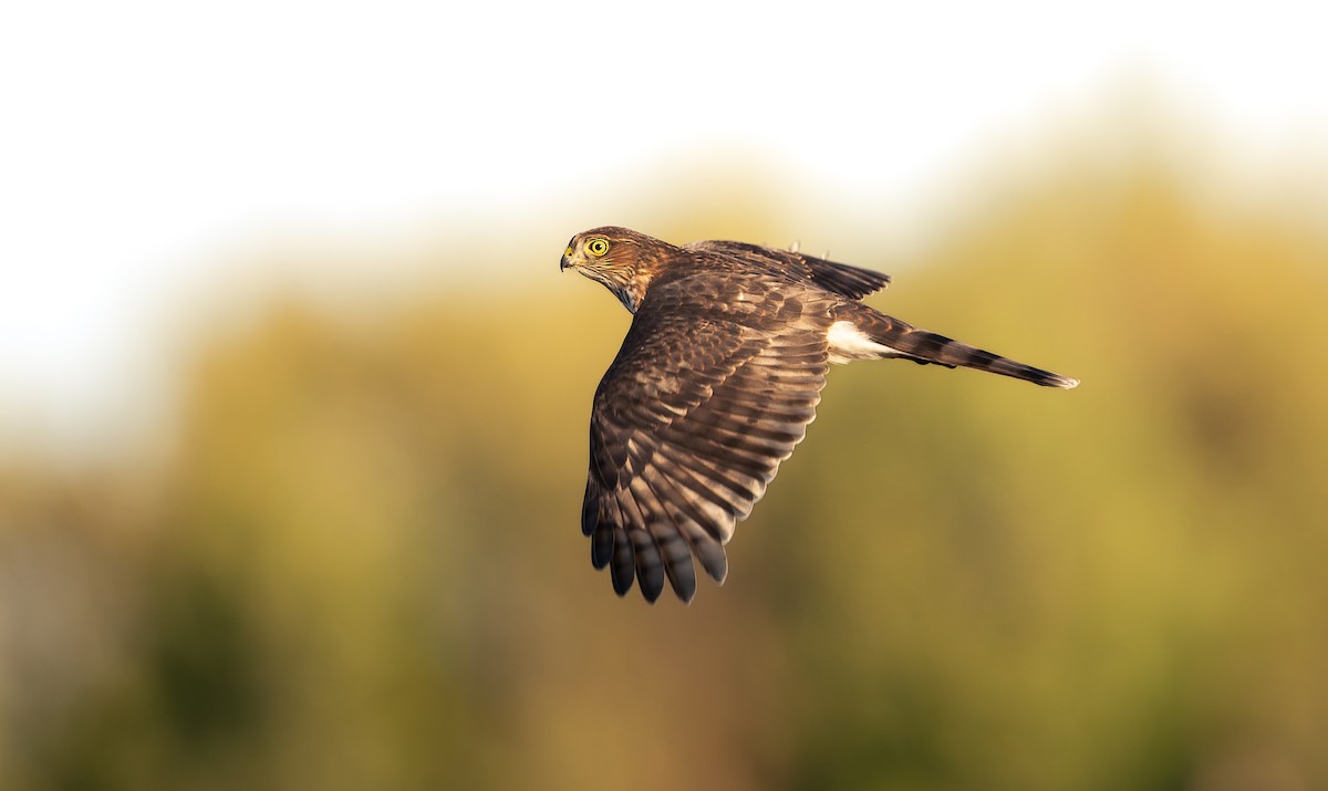 Sharp-shinned Hawk - ML643058343