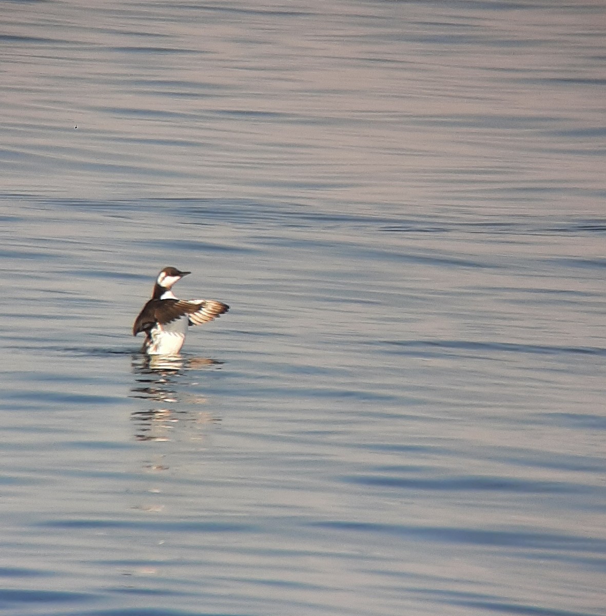 Common Murre - ML643058378