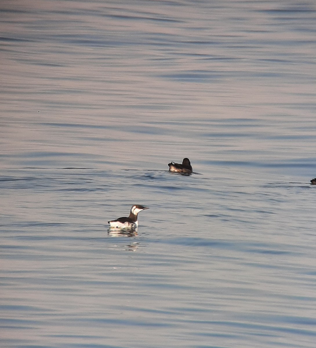 Common Murre - ML643058380