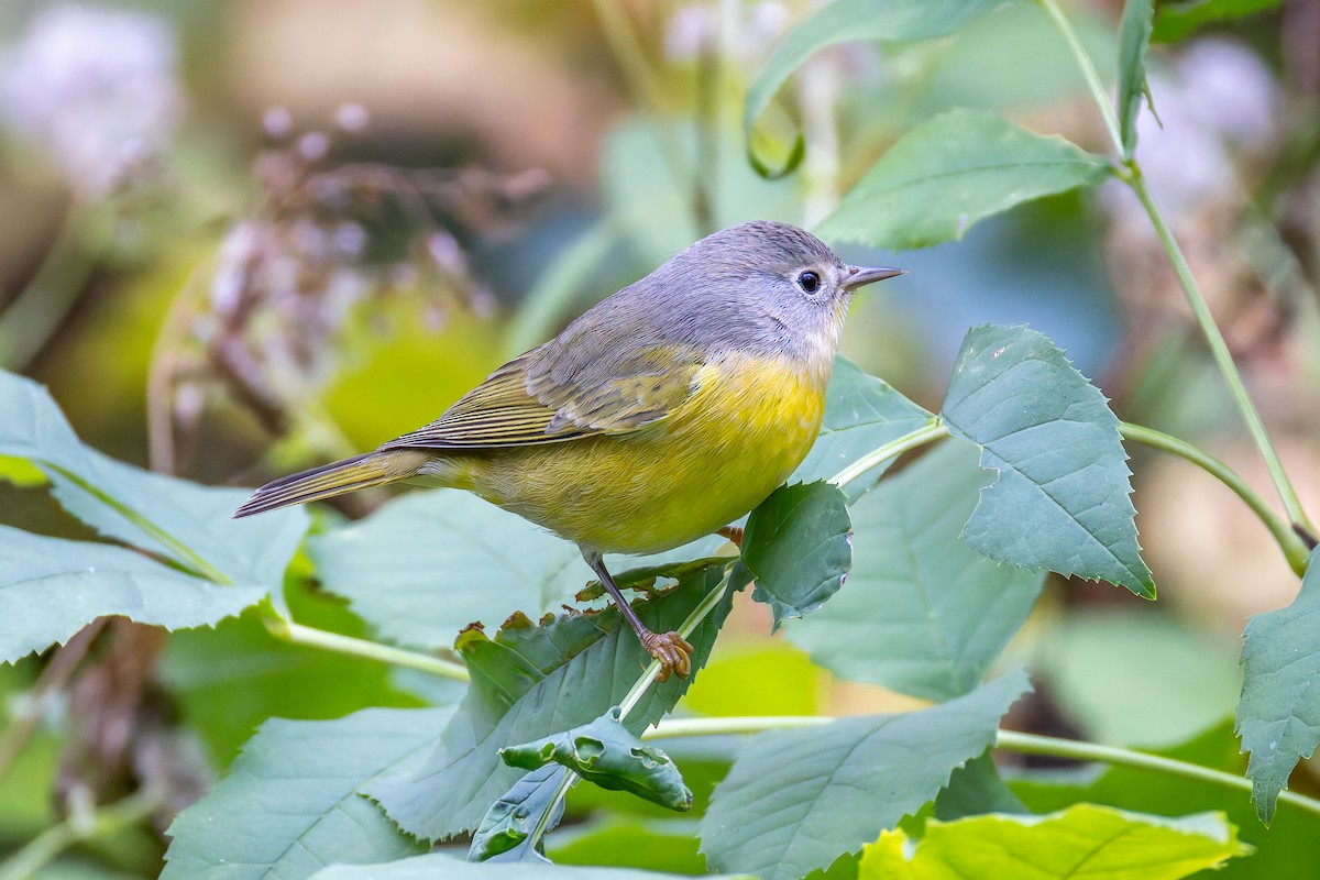 Nashville Warbler - ML643058387
