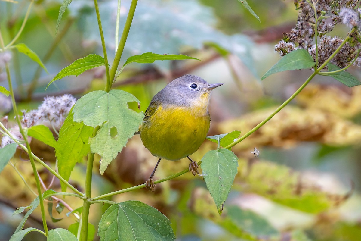 Nashville Warbler - ML643058388