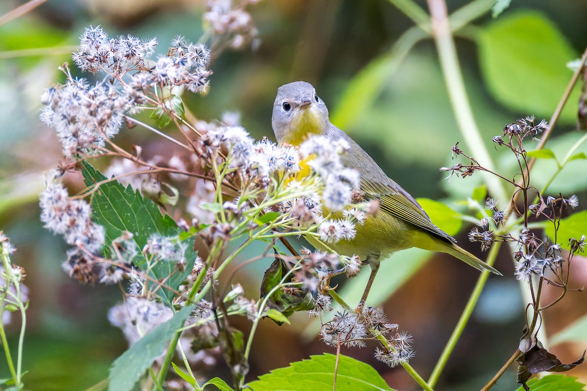 Nashville Warbler - ML643058389