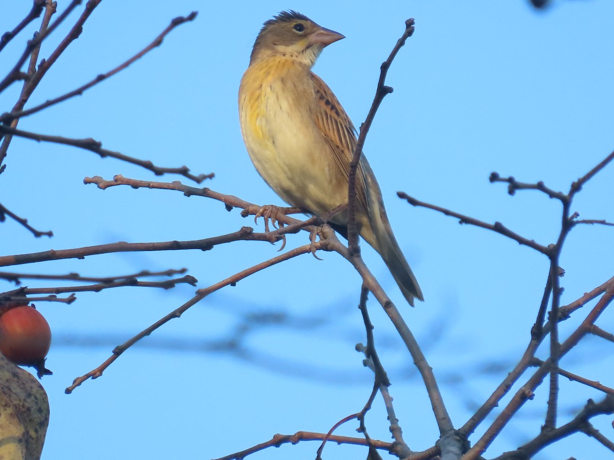 Dickcissel - ML643058410