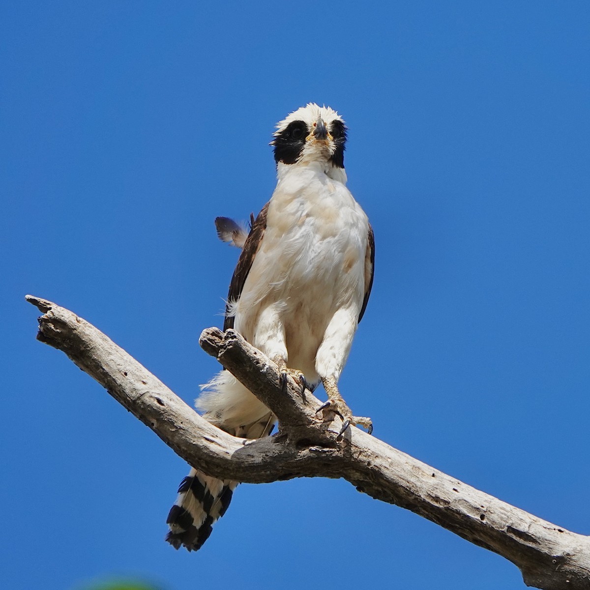 Laughing Falcon - ML643058424
