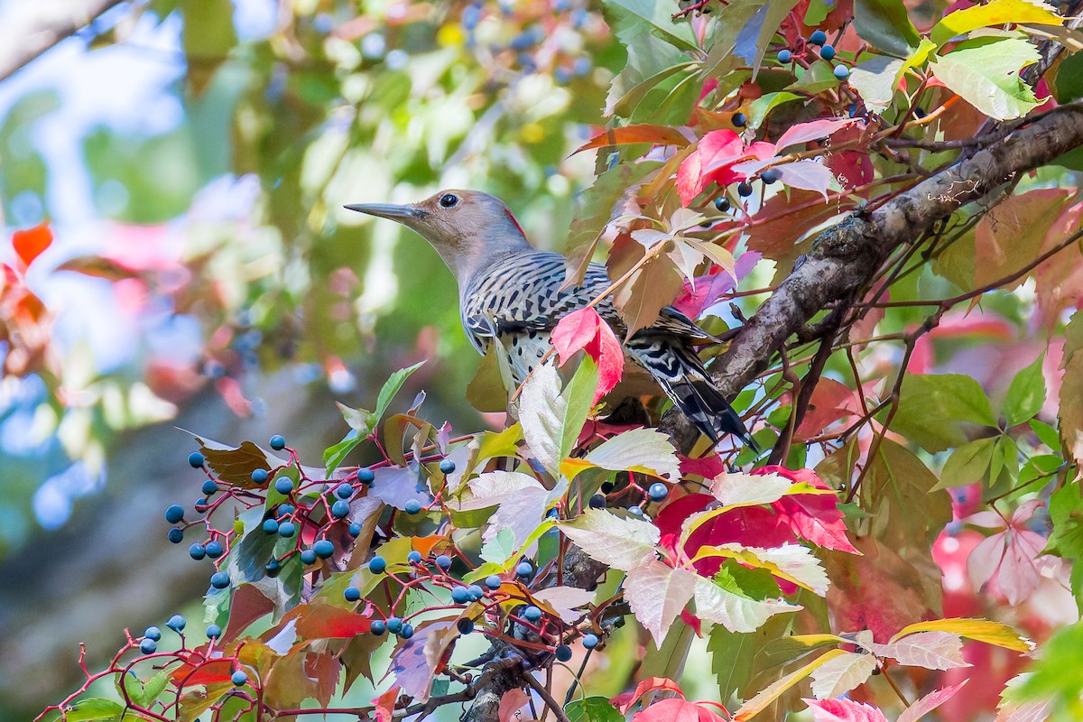 Northern Flicker - ML643058426