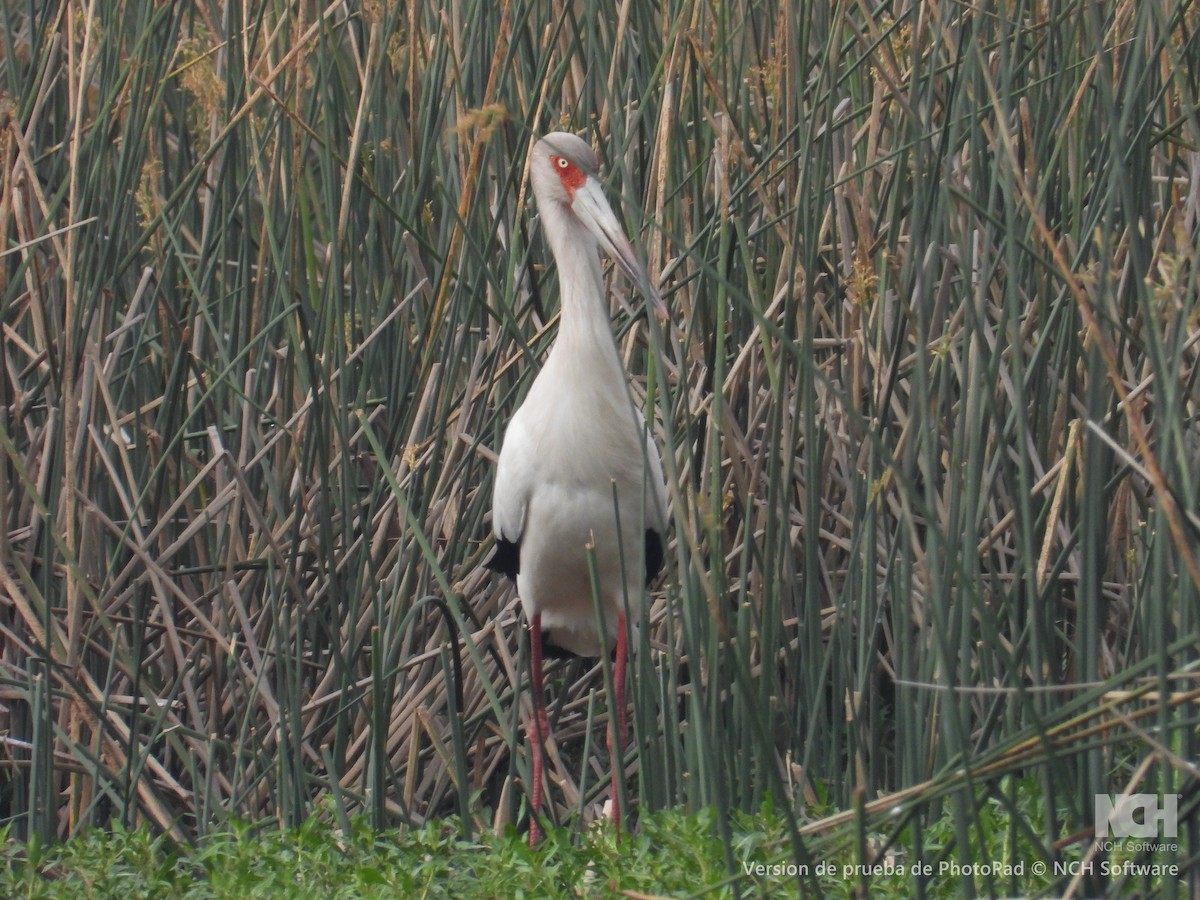 Maguari Stork - ML643058452