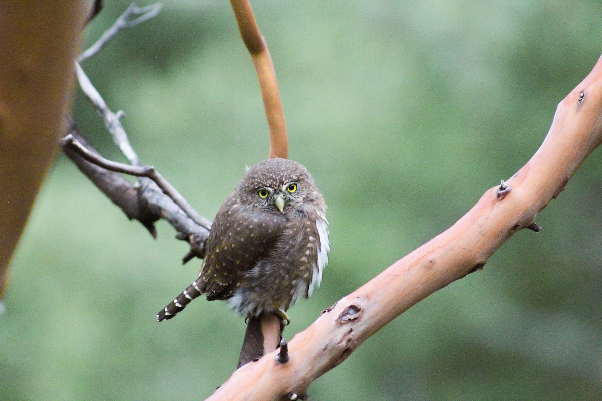 Northern Pygmy-Owl - ML643058461