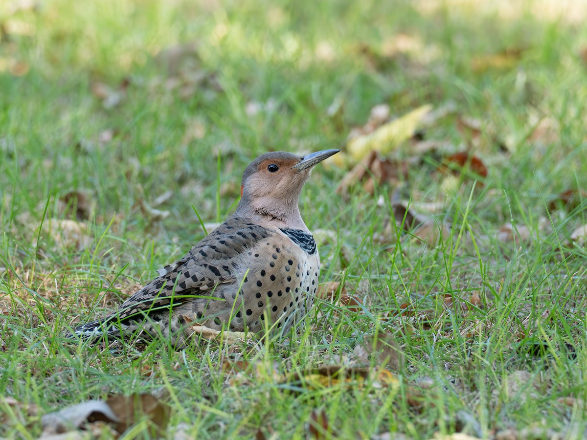 Northern Flicker - ML643058476