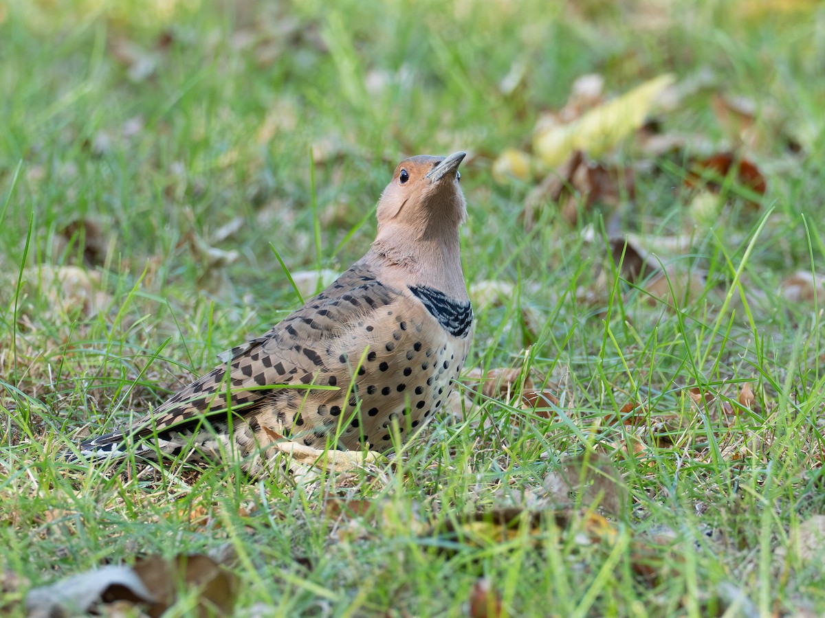 Northern Flicker - ML643058477