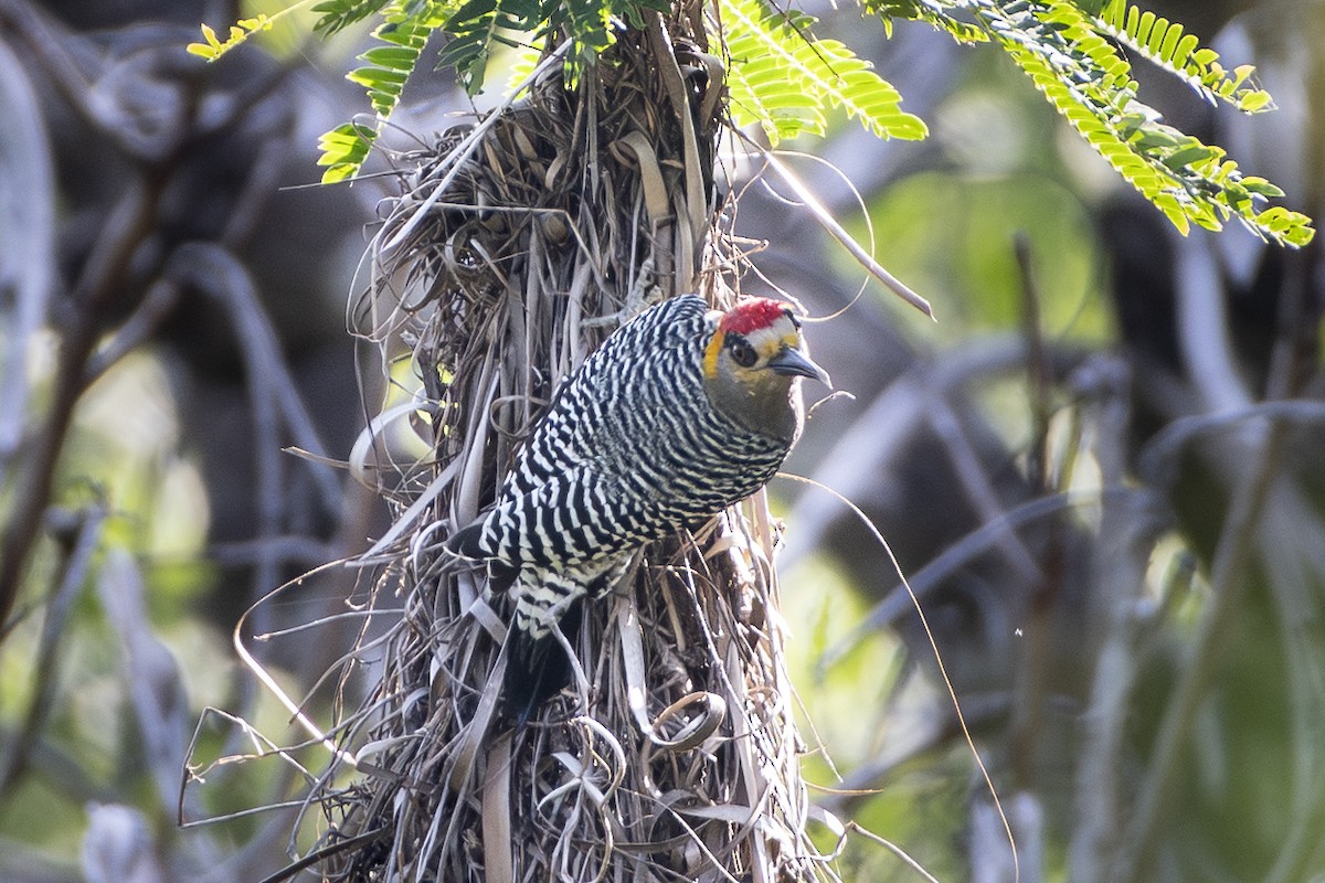 Golden-cheeked Woodpecker - ML643058482