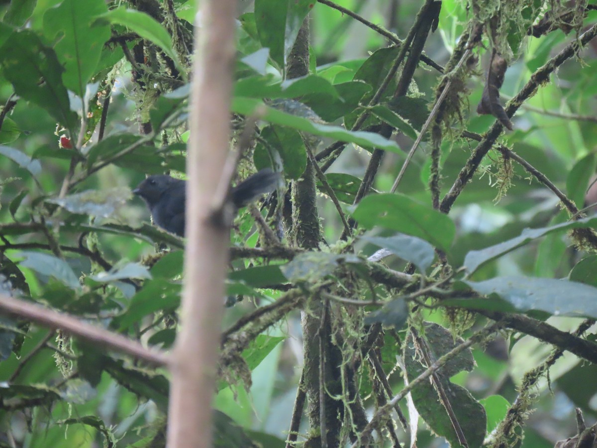 Наріно - ML643058490