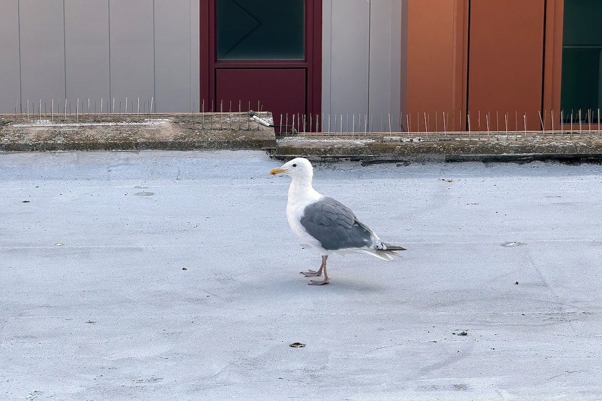 Western x Glaucous-winged Gull (hybrid) - ML643058493
