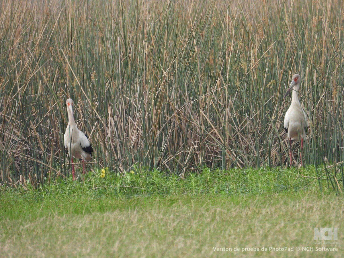 Maguari Stork - ML643058499