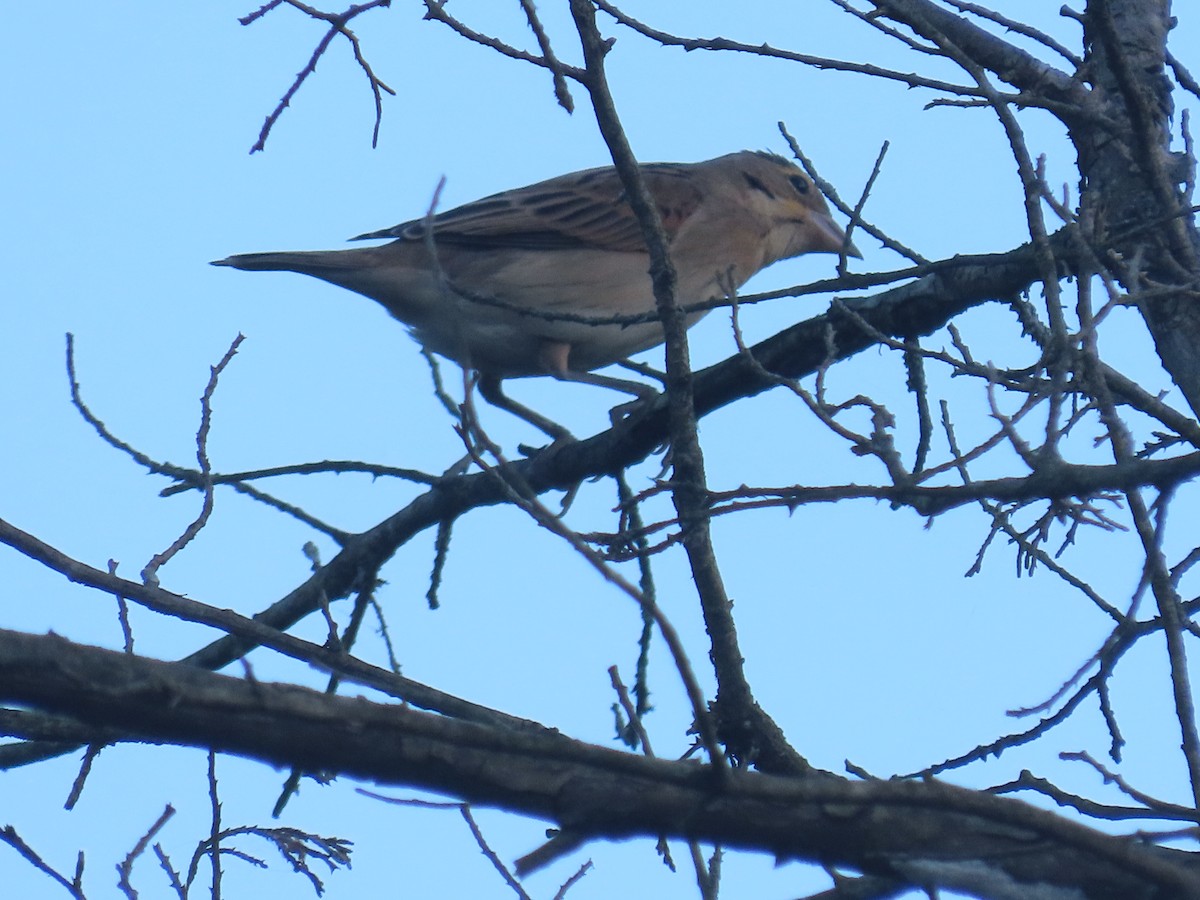 Dickcissel - ML643058516