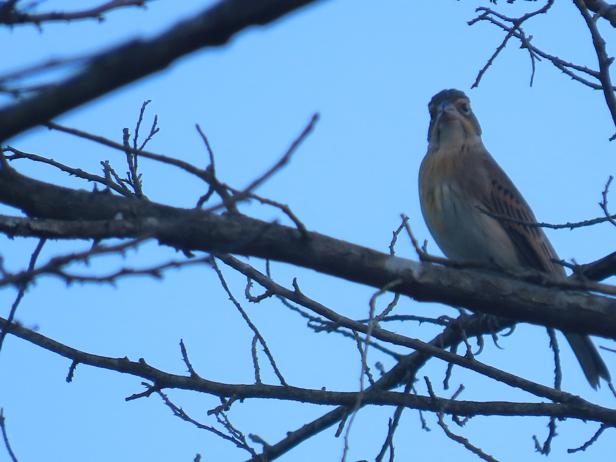 Dickcissel - ML643058517