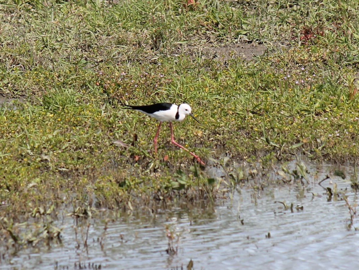 黑領高蹺鴴 - ML643058543