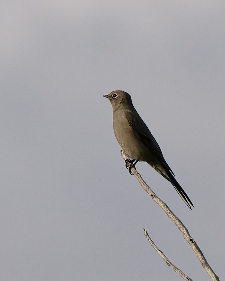Townsend's Solitaire - ML643058546