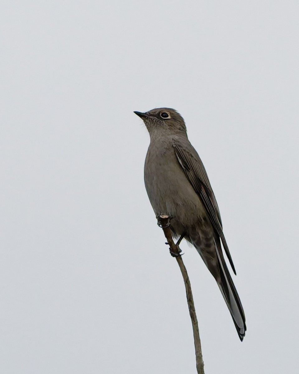 Townsend's Solitaire - ML643058547