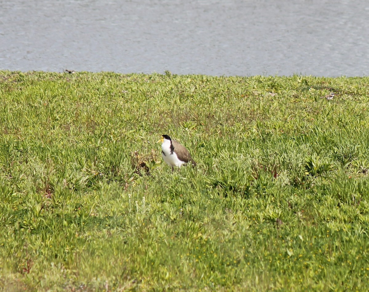 Masked Lapwing - ML643058550