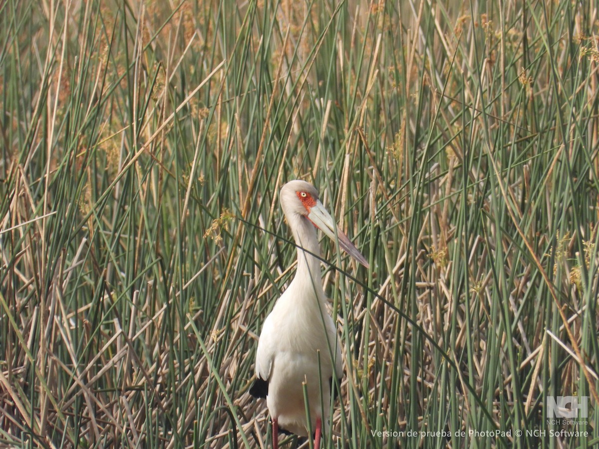 Maguari Stork - ML643058552