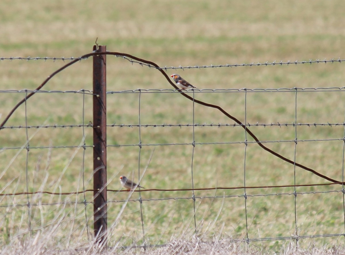 Zebra Finch - ML643058563