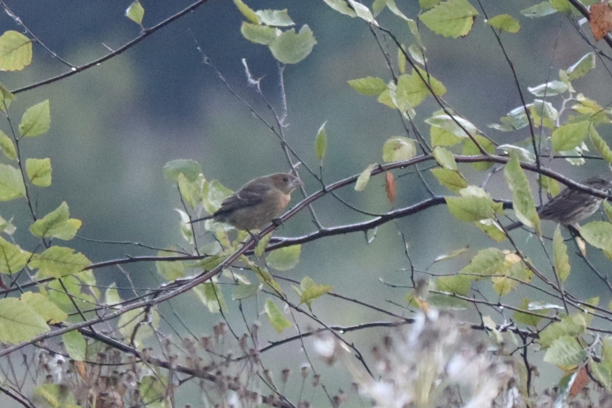 blåtykknebb - ML643058579