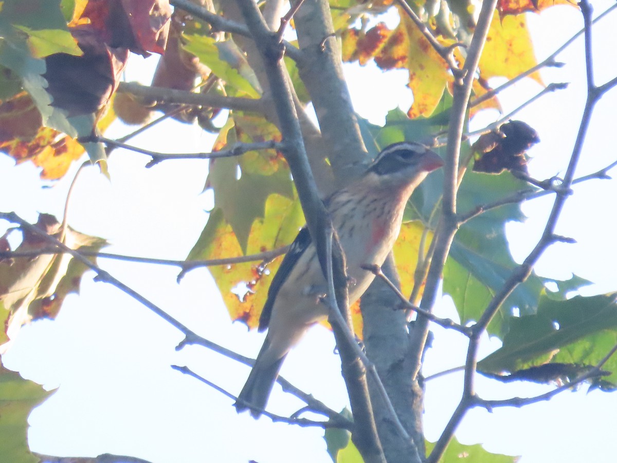 Rose-breasted Grosbeak - ML643058592