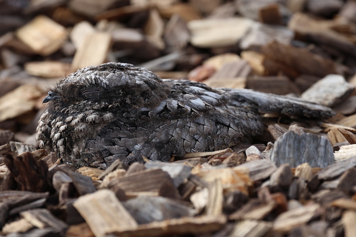 Common Poorwill - ML643058593