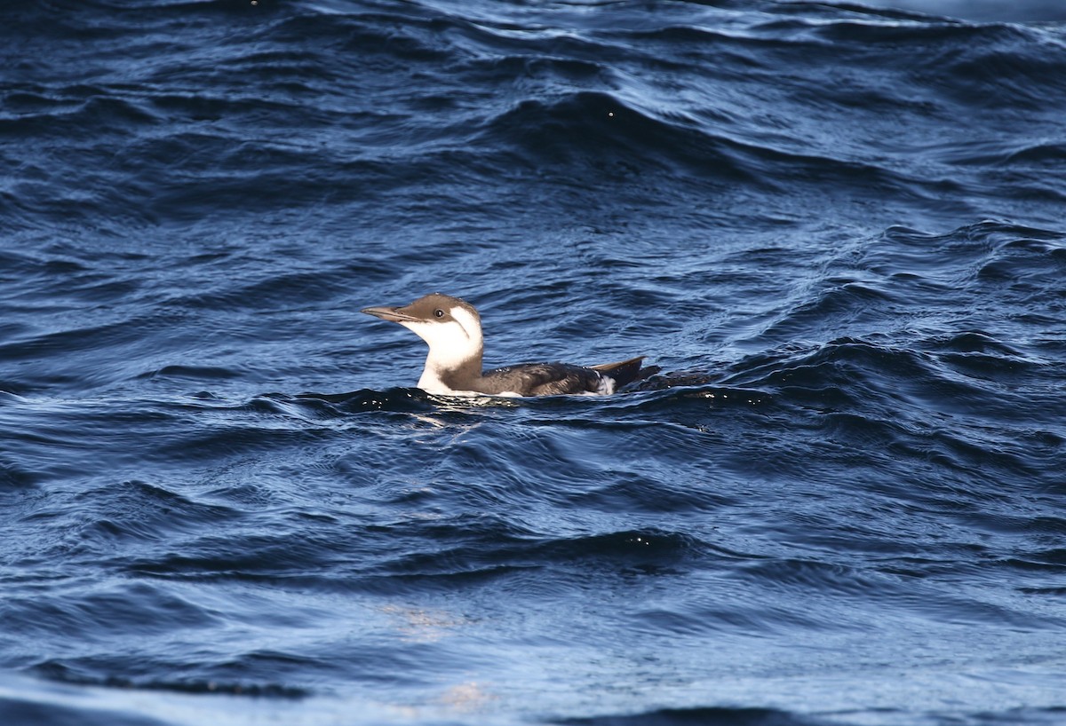Common Murre - ML643058618
