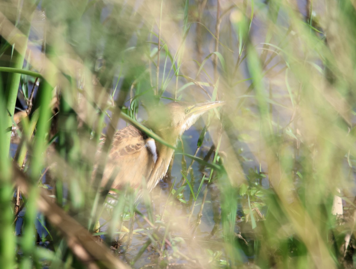 Least Bittern - ML643058644