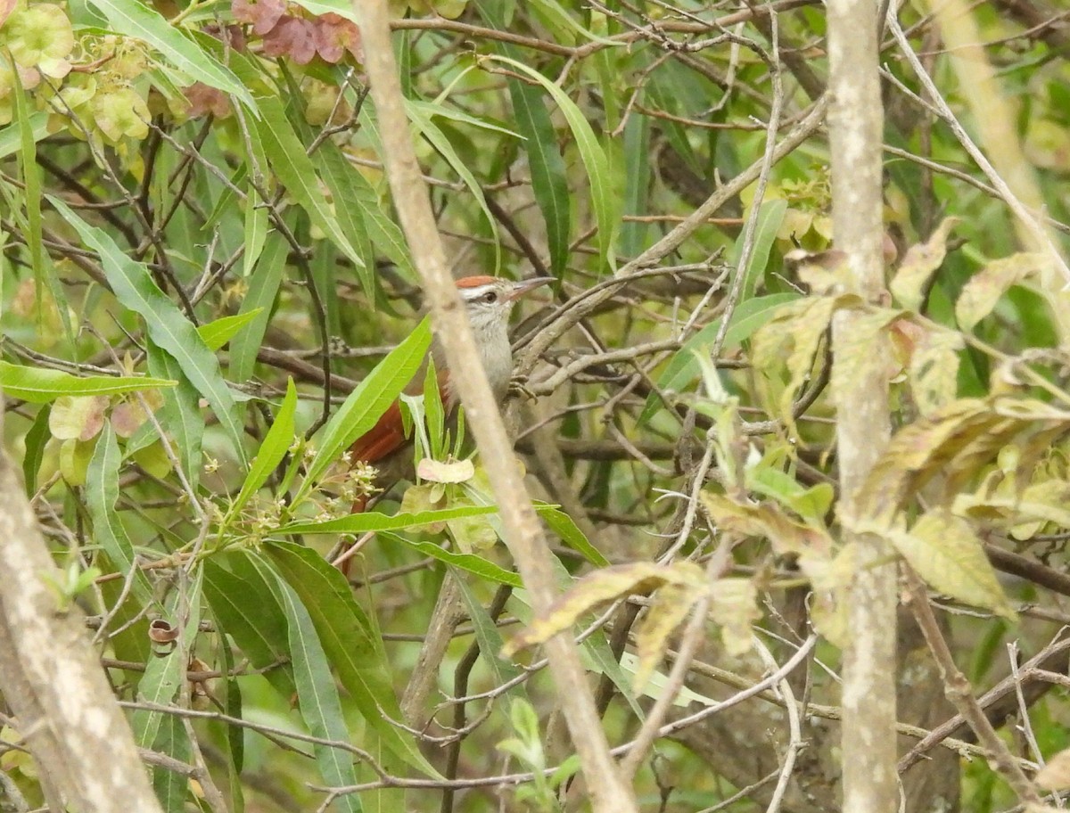 Synallaxe d'Inquisivi - ML643058645