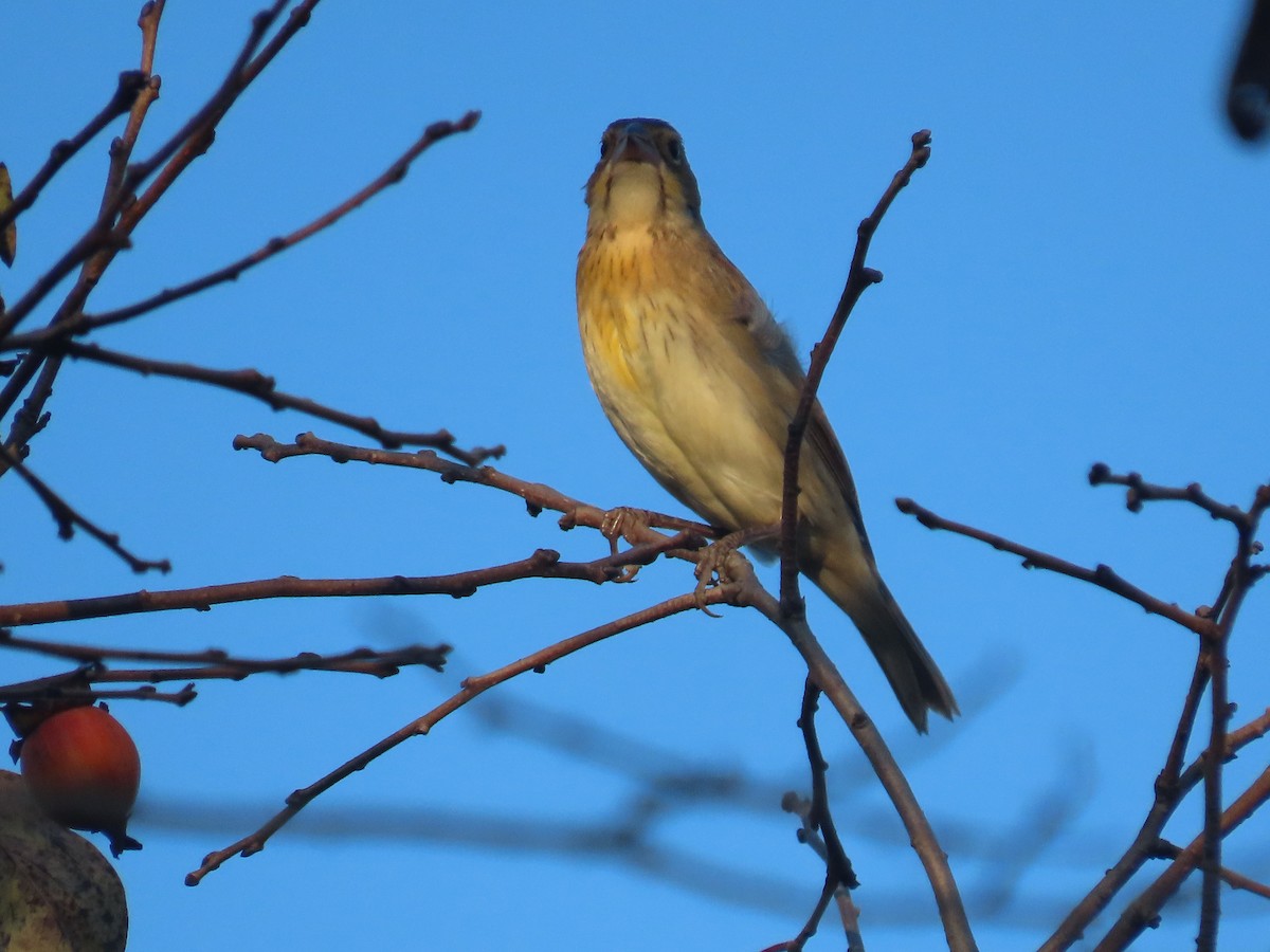 Dickcissel - ML643058651