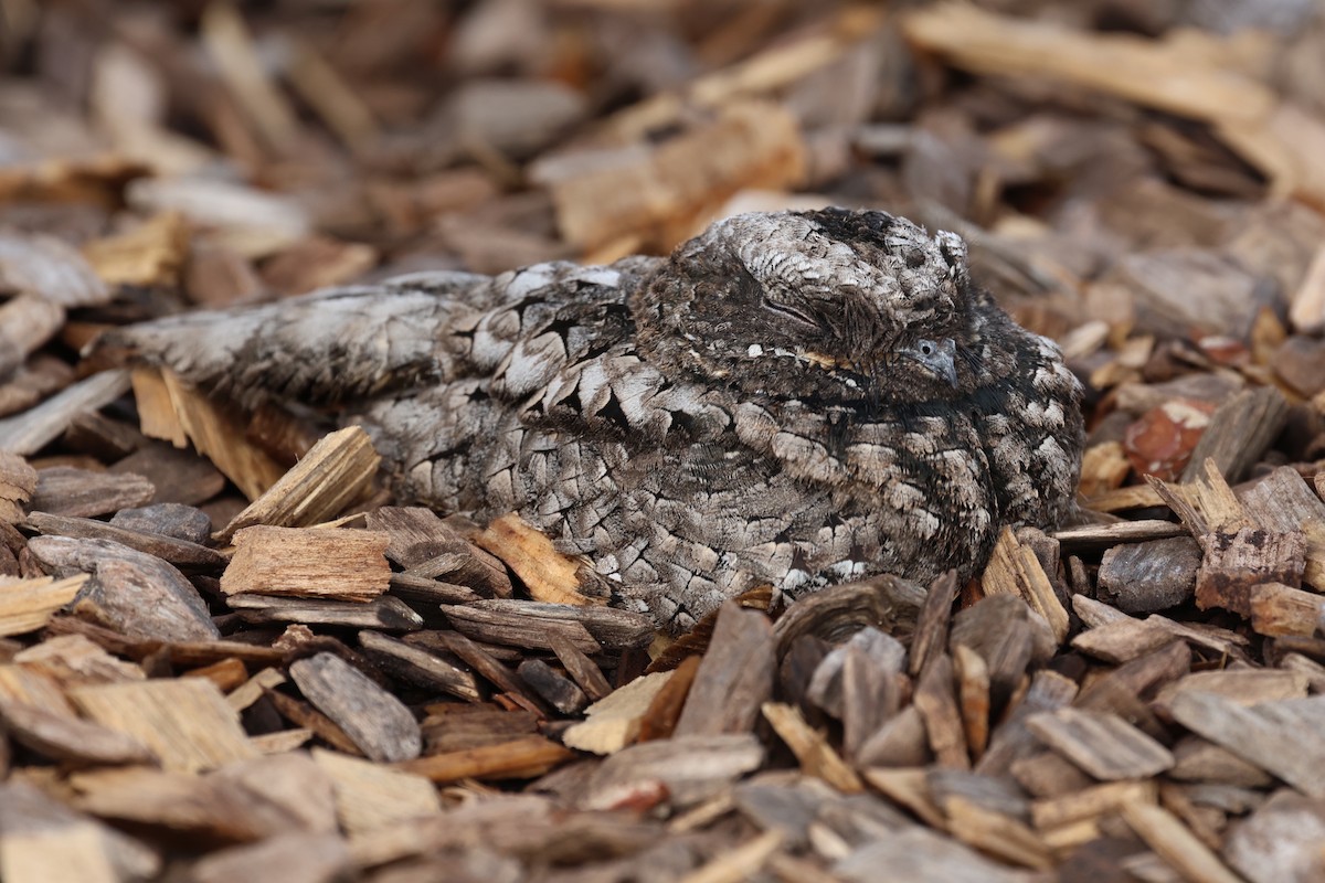 Common Poorwill - ML643058662