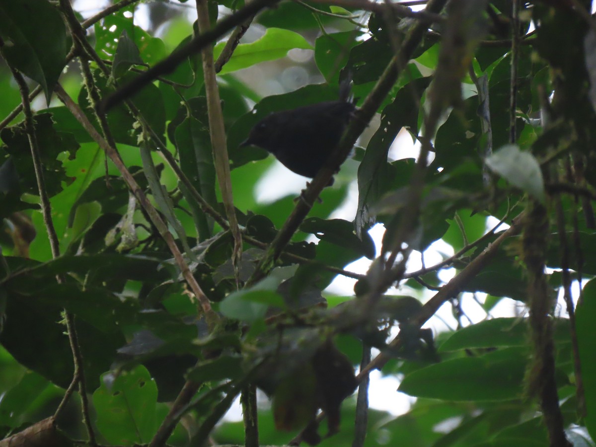 Наріно - ML643058667