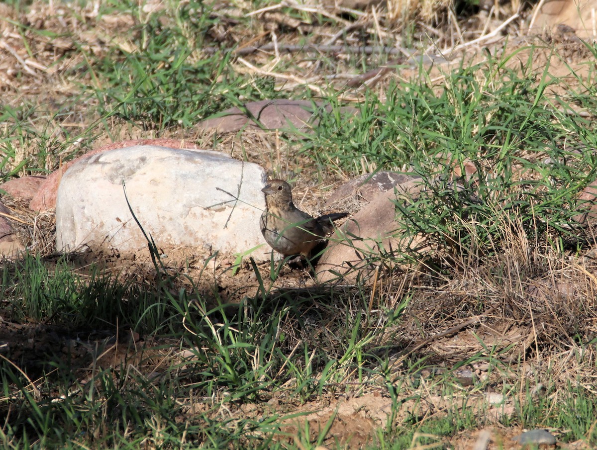 Canyon Towhee - ML643058673