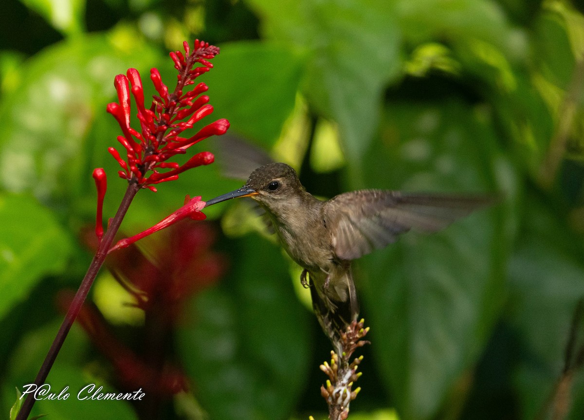 White-bearded Hermit - ML643058688