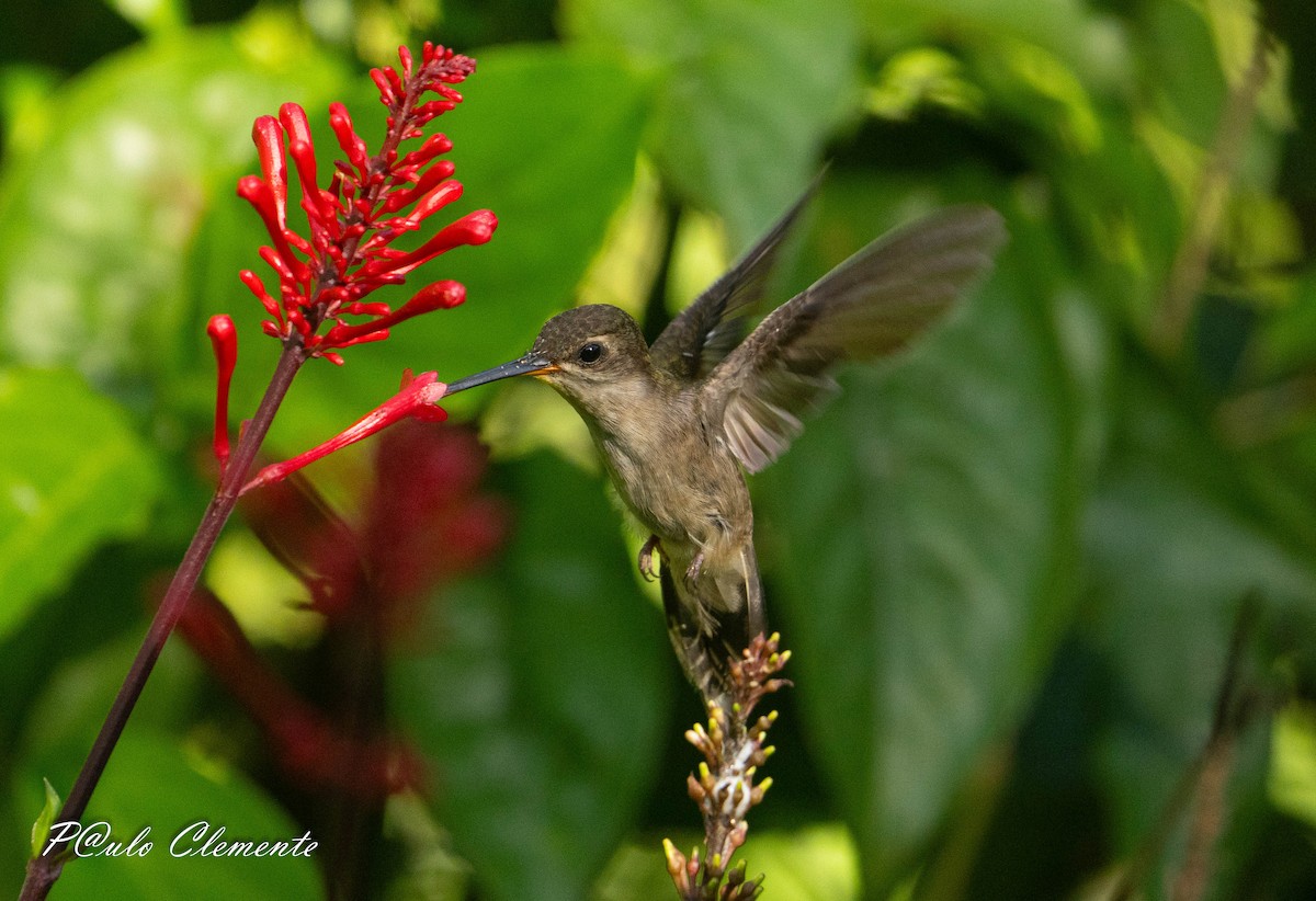 White-bearded Hermit - ML643058689
