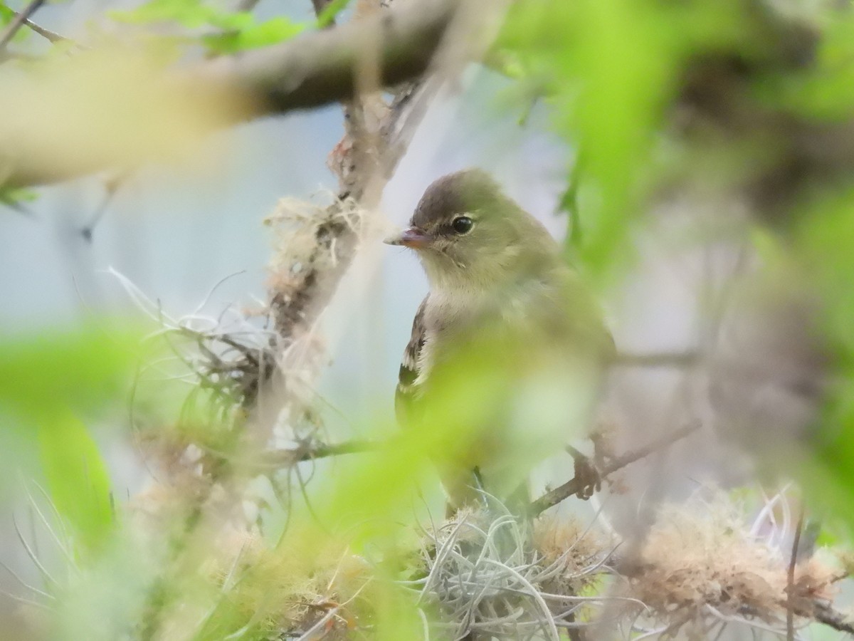 Highland Elaenia - ML643058726