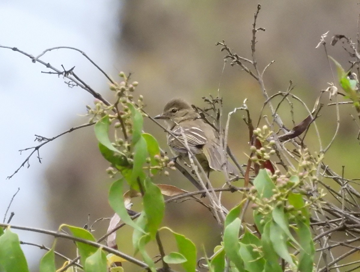 Highland Elaenia - ML643058736