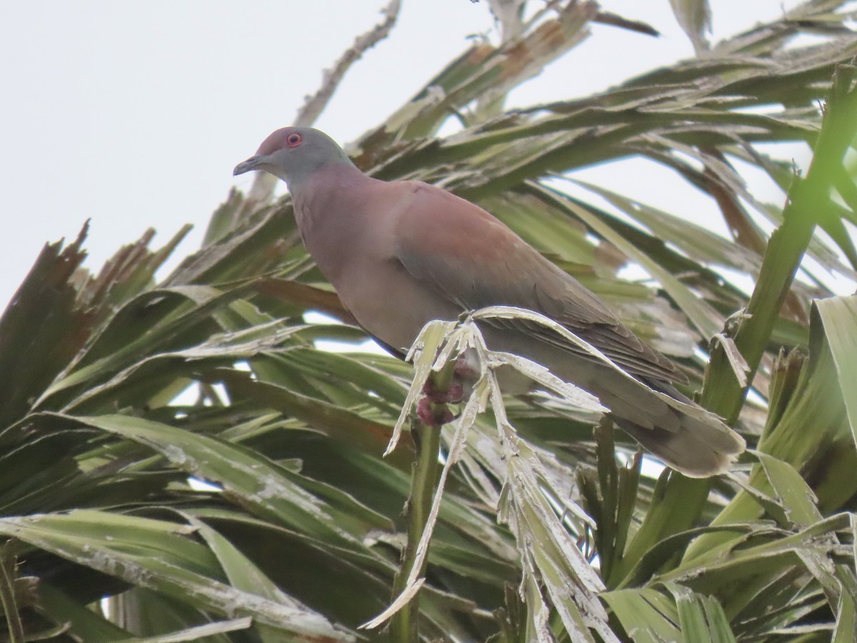 Pale-vented Pigeon - ML643058748