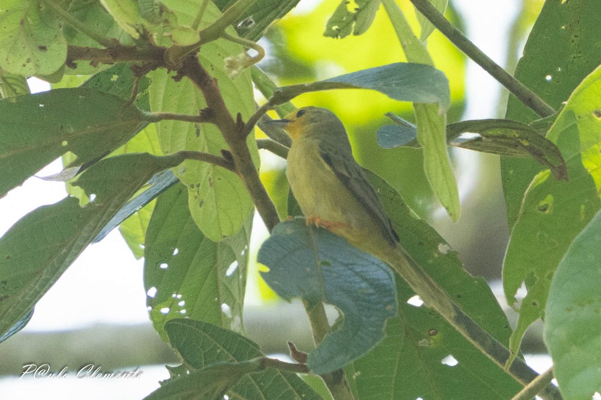 Orange-fronted Plushcrown - ML643058754